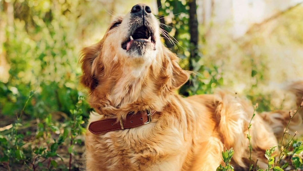 Dog Howling in Sleep Spiritual Meaning: An In-Depth Guide
