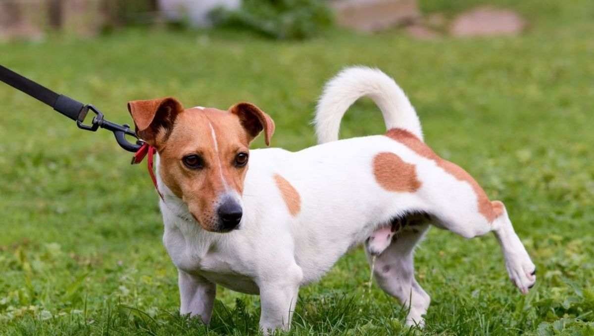 Dog Pee Spiritual Messages