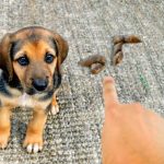 Dog Poop in Front of My House: Spiritual Meaning and Significance