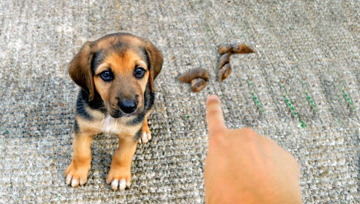 Dog Poop in Front of My House: Spiritual Meaning and Significance
