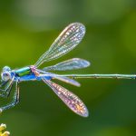 Dragonfly Spiritual Meaning