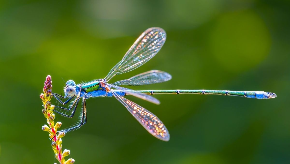 Dragonfly Spiritual Meaning