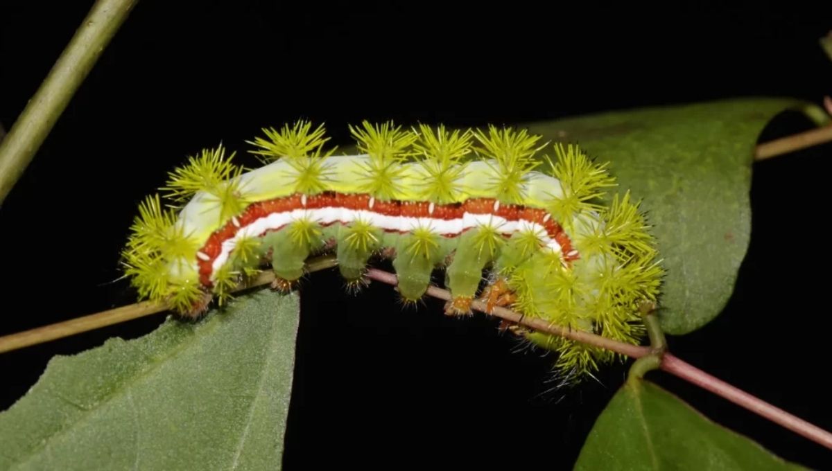 Dreaming of a Caterpillar Meaning