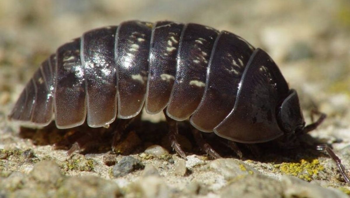 Dreams & Other Spiritual Signs