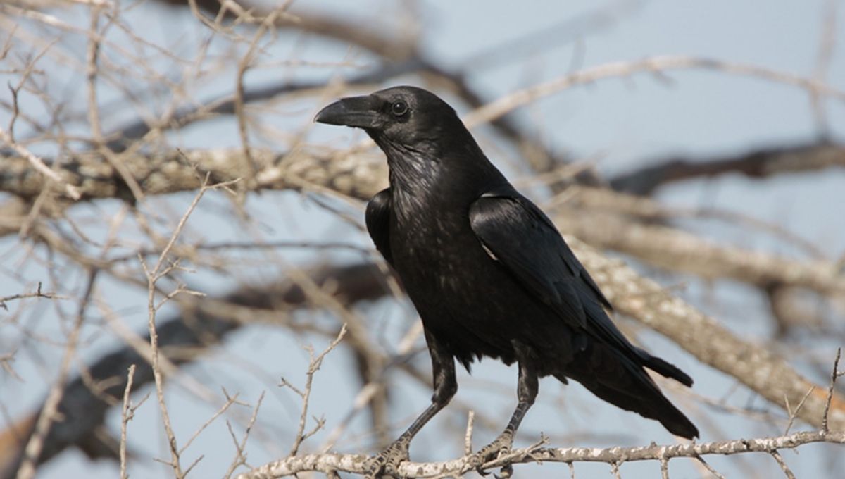 Dreams, Totems, and Appearances