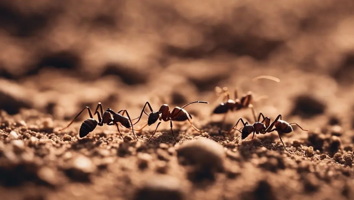 Dreams of Ants Working Together: Biblical Symbolism of Unity