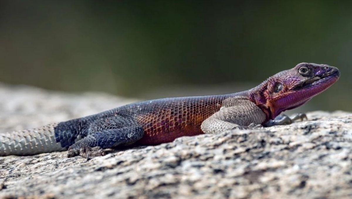 Effective Ways to Remove Lizards from Your Home Spiritually and Naturally