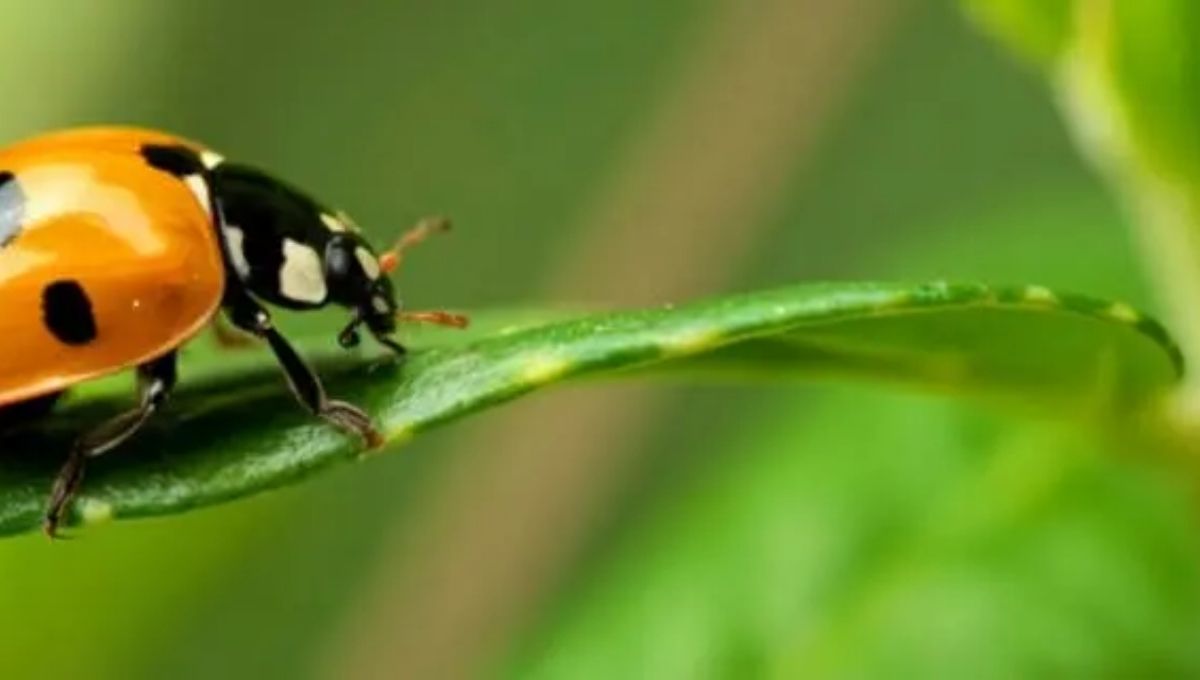 Everything You Should Know About Orange Ladybugs