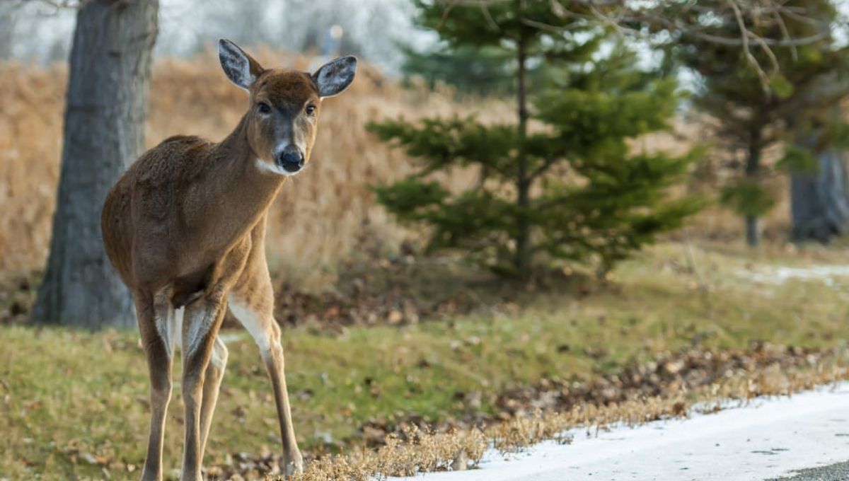 Exploring the Spiritual Symbolism of Deer