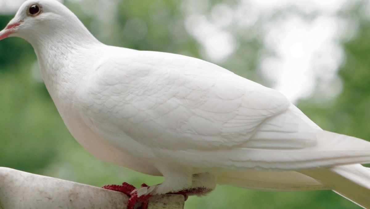 Feeling Free—Emotionally or Spiritually