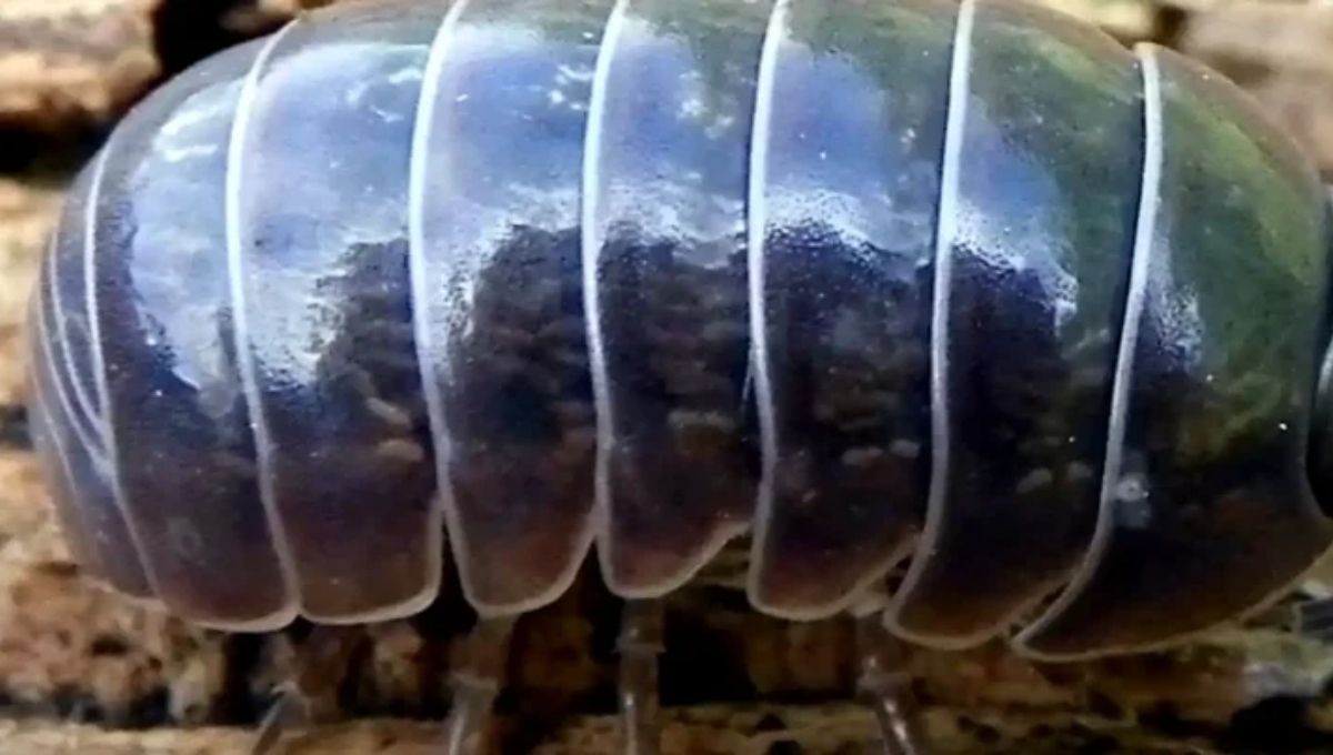 Finding Joy in Life’s Simplicity