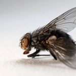 Fly Spiritual Meaning: Symbolism and Hidden Life Lessons