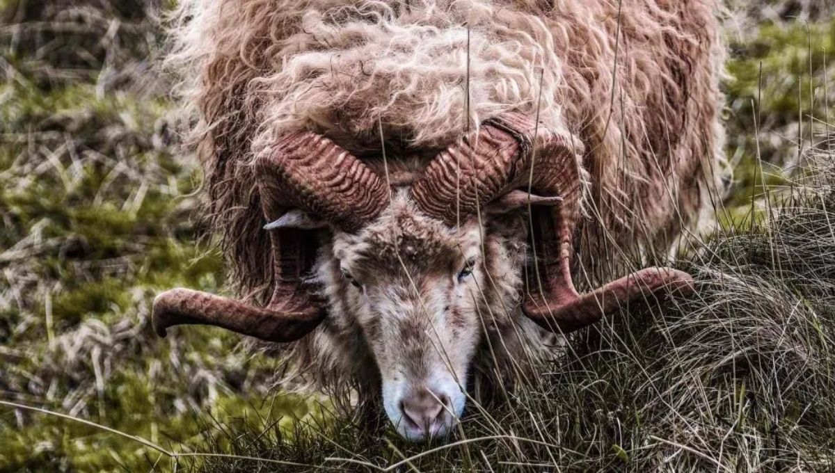 From Genesis to Revelation: Key Biblical Stories Involving Rams