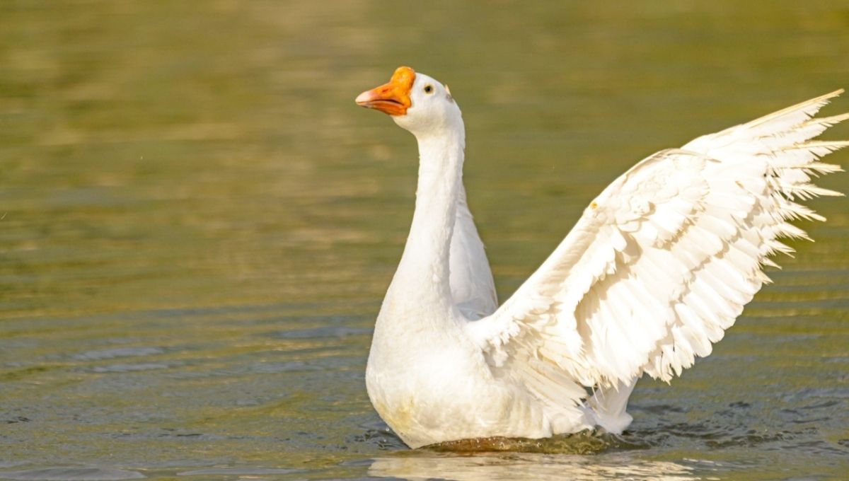 Geese as Messengers from the Spiritual Realm