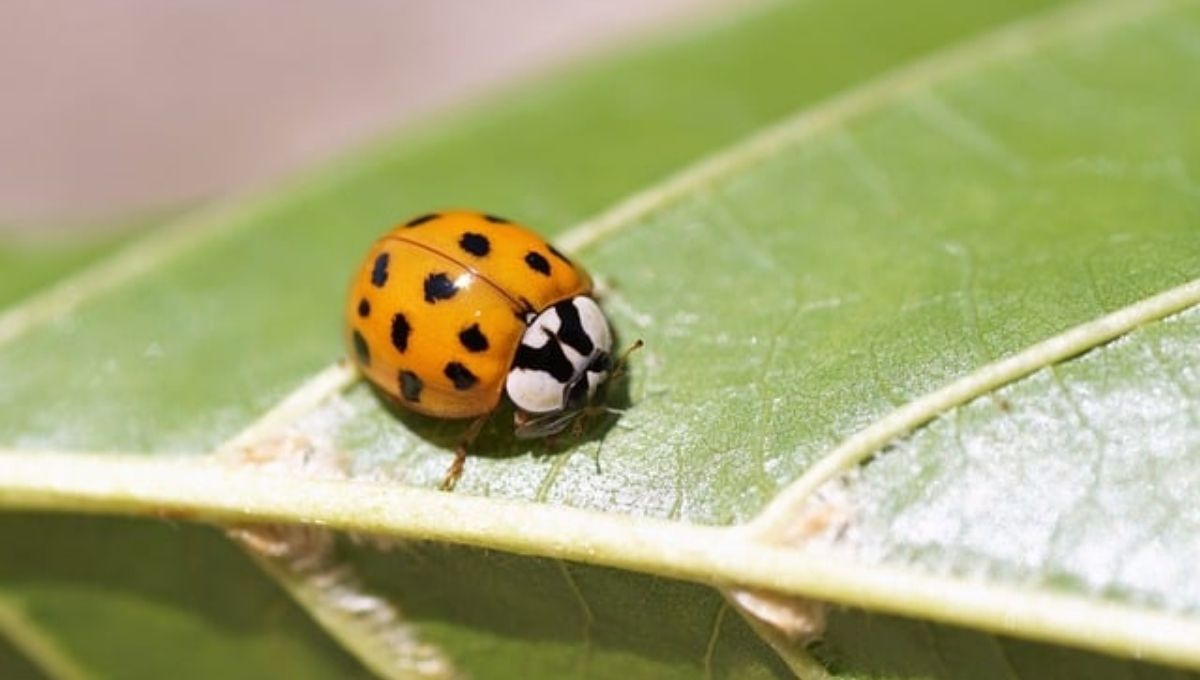 General Symbolism of Ladybugs