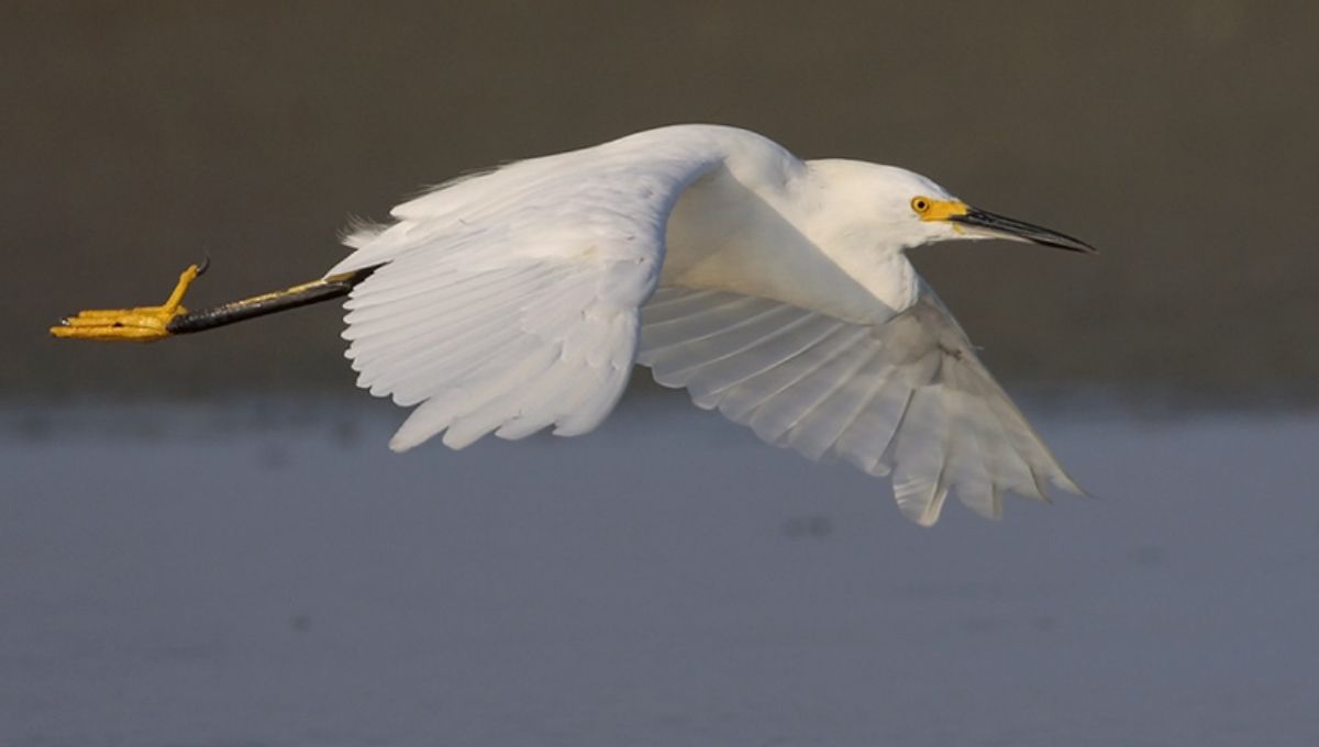 Great White Egret in Culture and Myth: What It Meant Across Ages