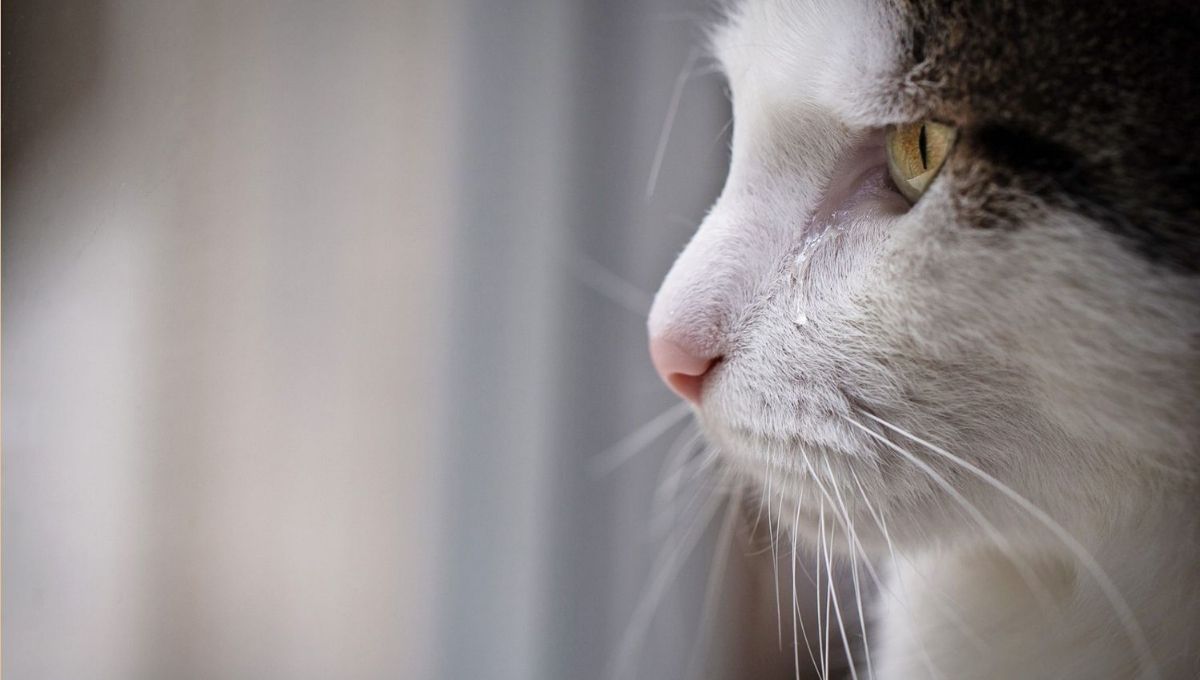 Growing Through Emotional Lessons