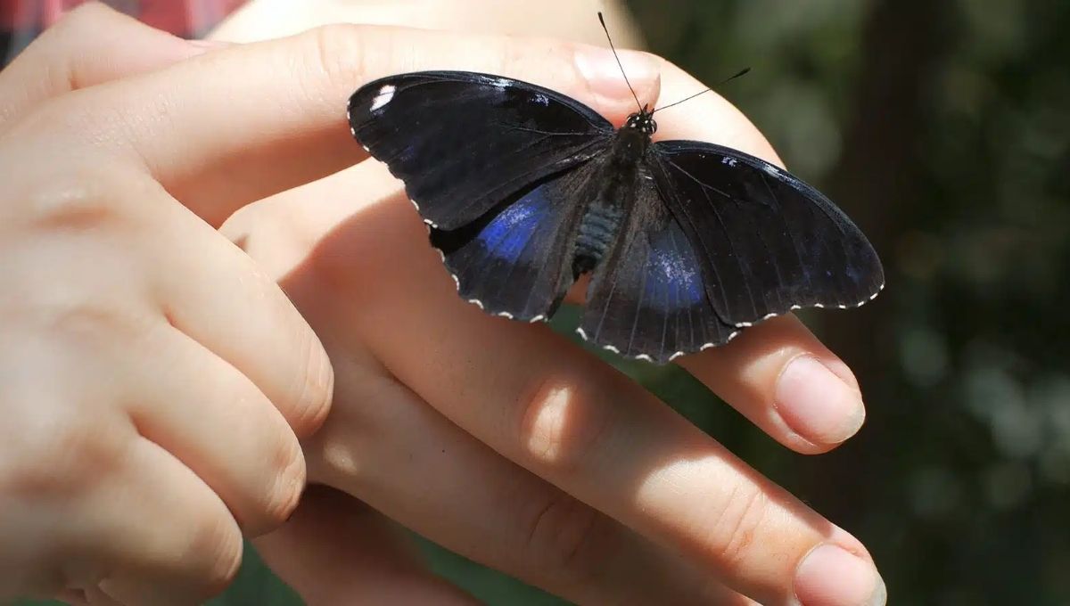 How Black Butterflies Spark Personal Growth and Reflection