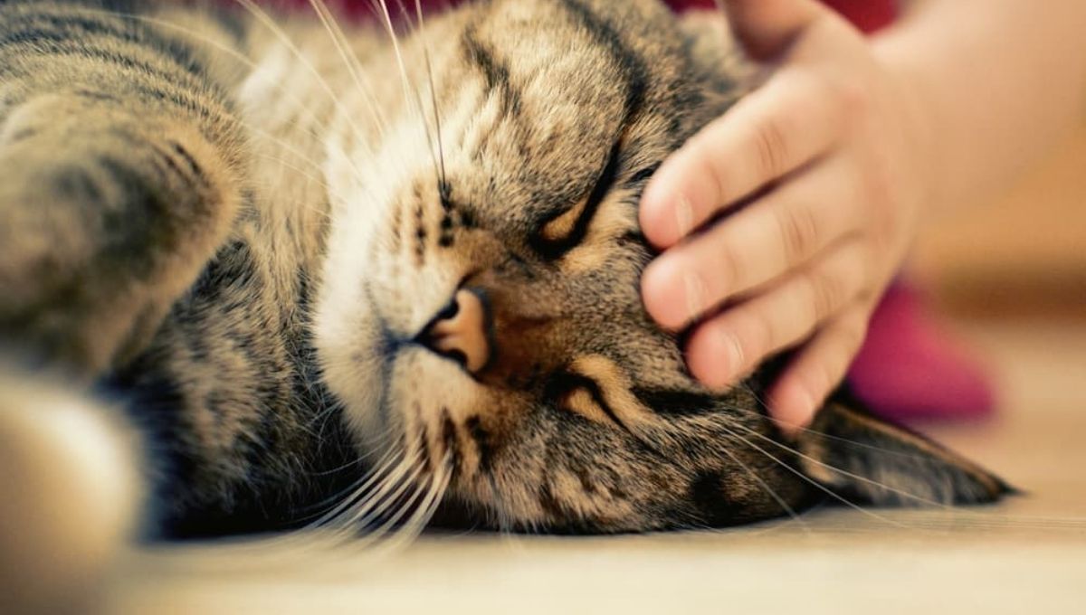 How Can I Interpret the Spiritual Meaning of a Dead Cat?