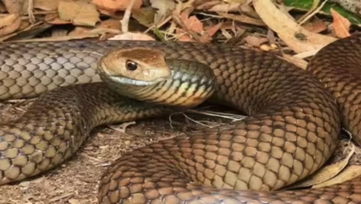 How Cobra Symbolism Relates to Healing and Medicine