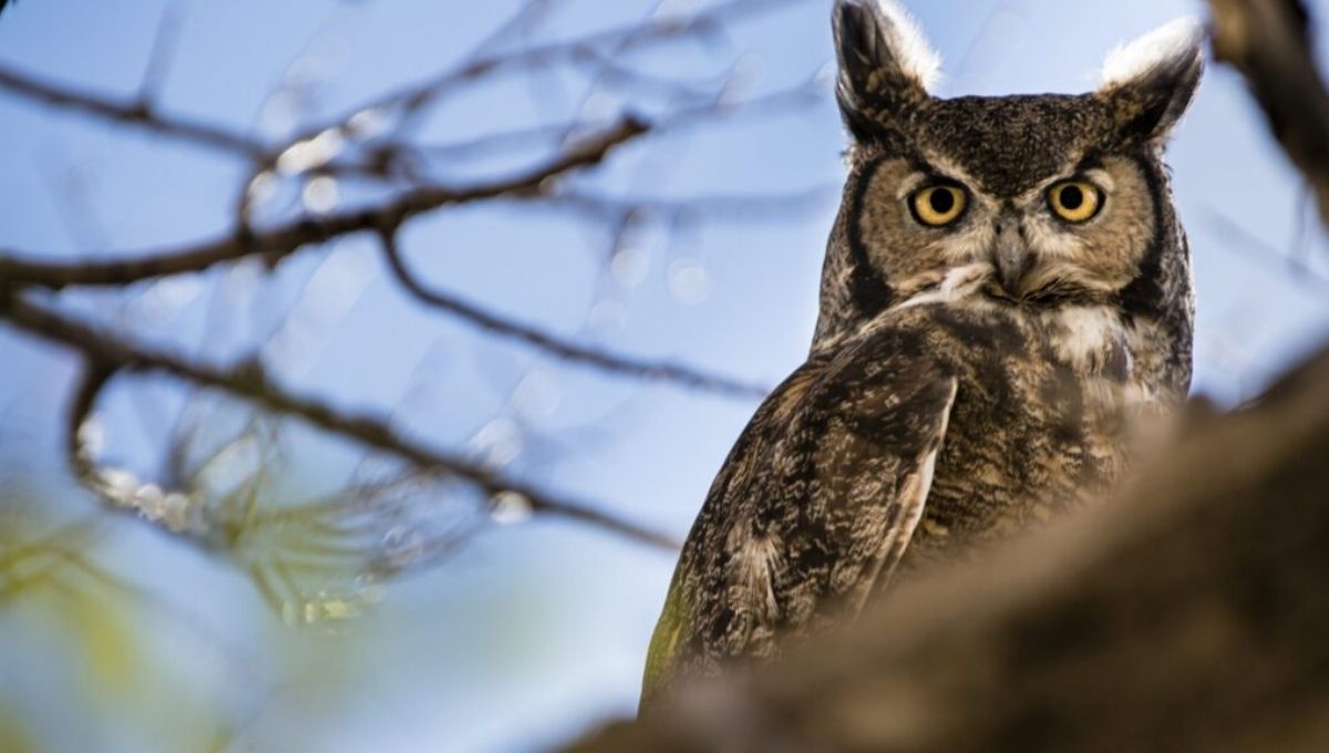 How Owl Hooting Helps You Confront Fears and Doubts