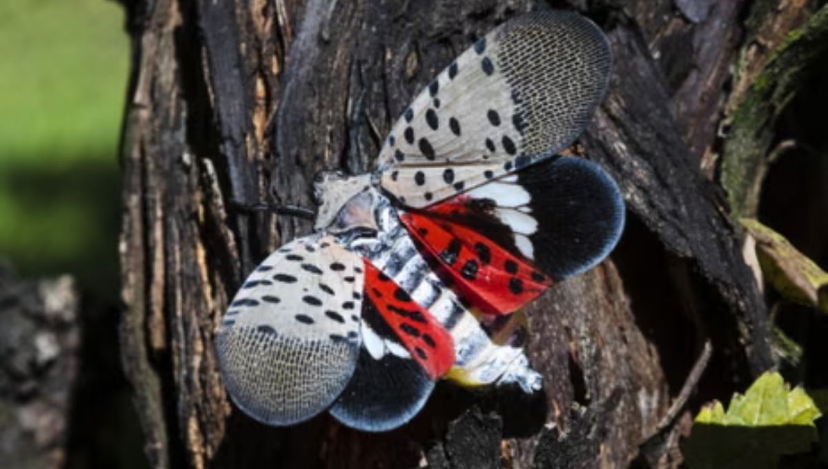 How Science and Spirituality Both View the Spotted Lanternfly