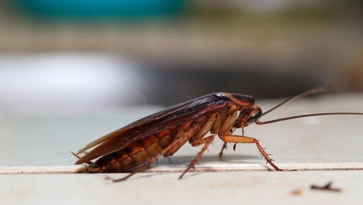How the Size and Color of a Cockroach Affect Its Spiritual Meaning