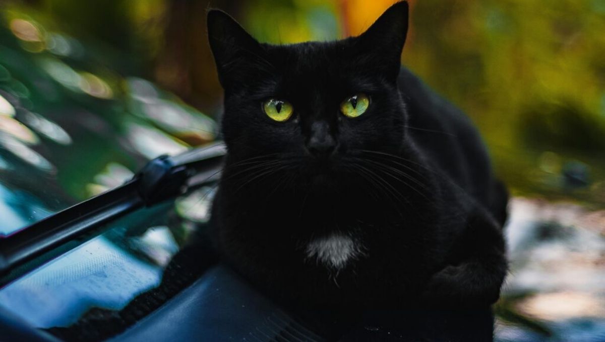 How to Understand and Work with the Spiritual Energy of Black Cats
