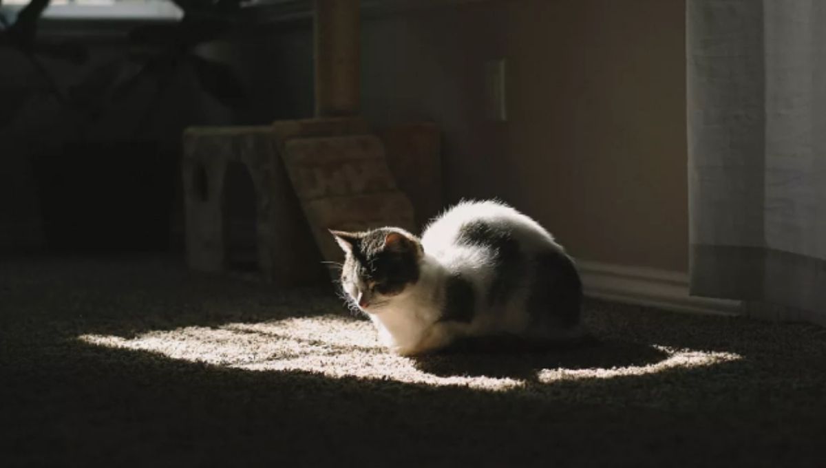 Important Spiritual Messages Behind a Dead Cat