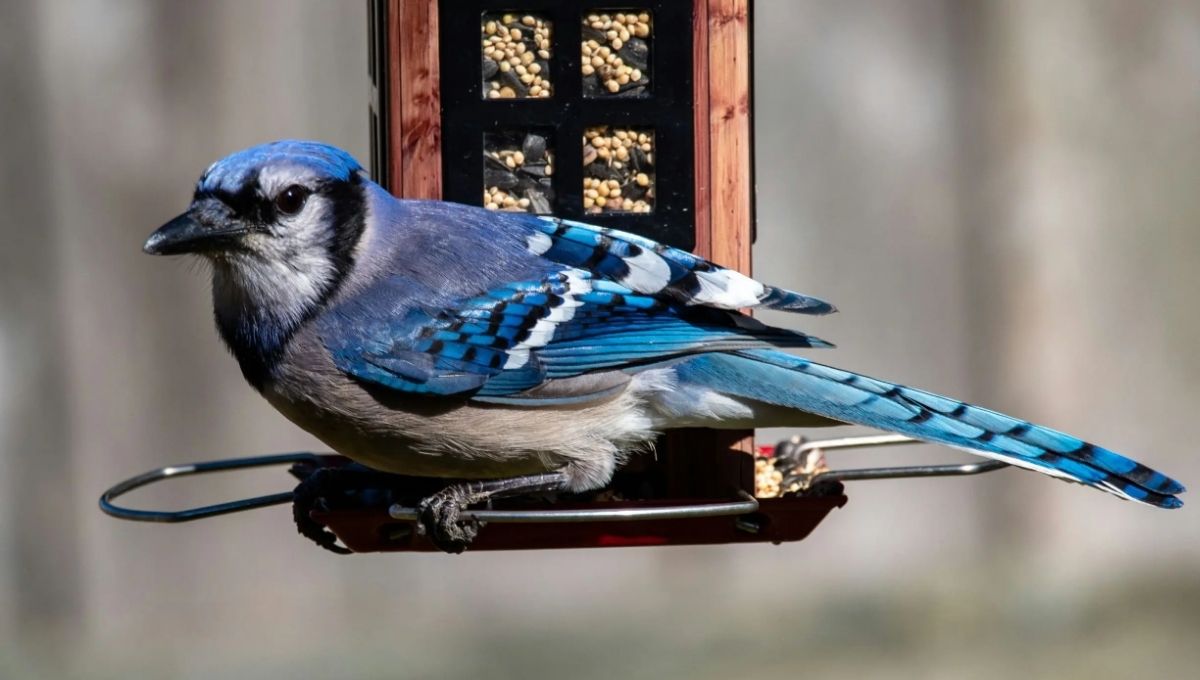 Important Things to Know About Blue Jays