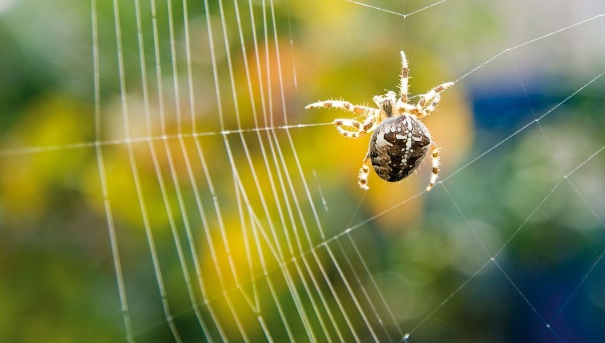 Incorporating Spider Energy into Daily Life