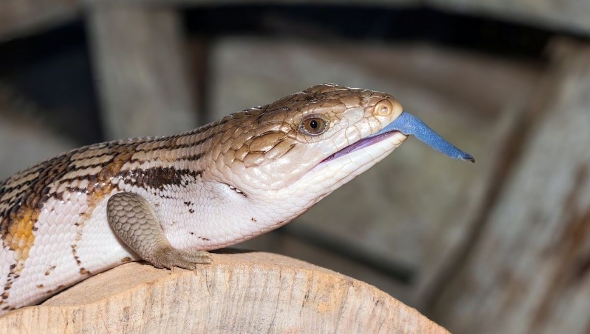 Instinctual Wisdom and Grounding