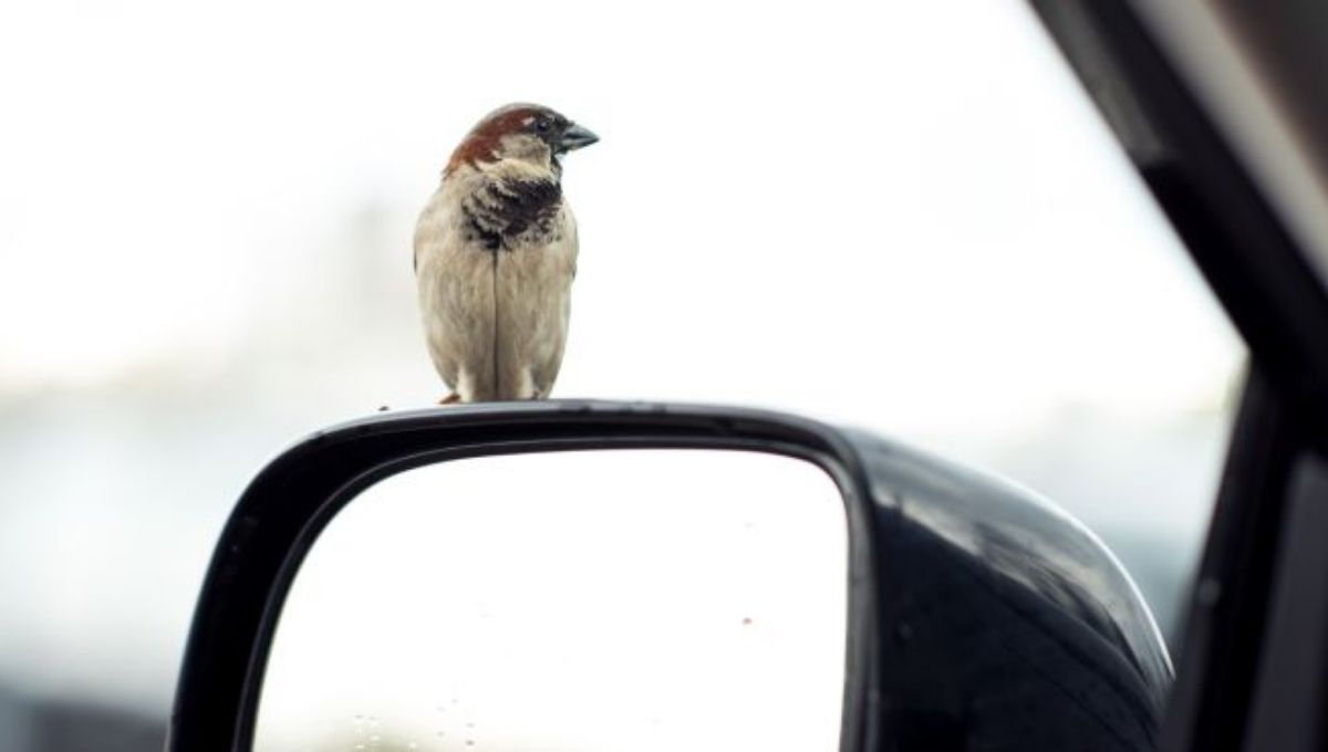 Interpreting Bird Encounters While Driving