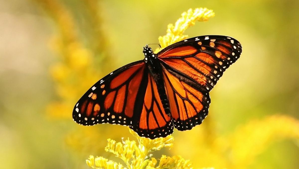 Introduction: Why Butterflies Fascinate the Human Spirit