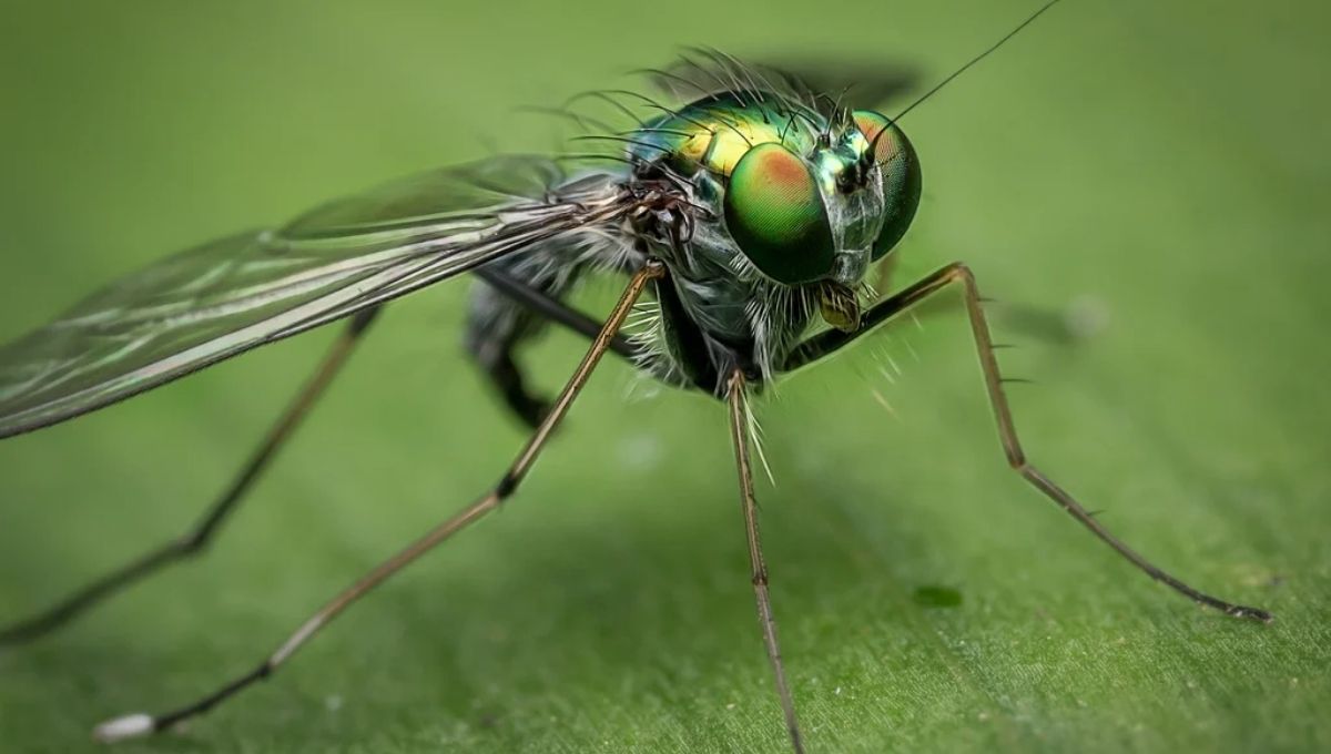 Introduction: Why Flies Carry Deeper Symbolism Than We Think