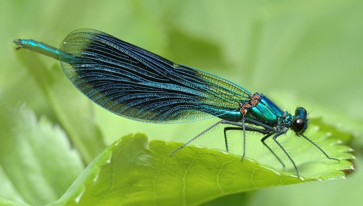 Introduction: Why the Dragonfly Captures the Human Spirit