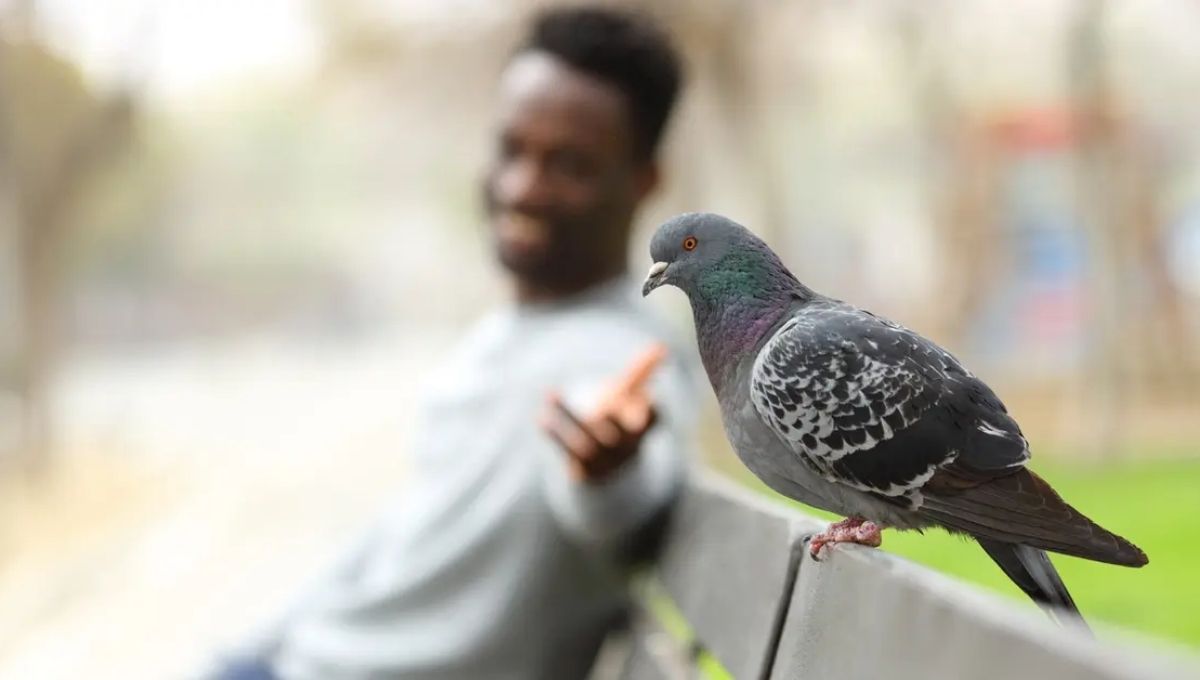 Is It Rare or Common for Birds to Poop on People?