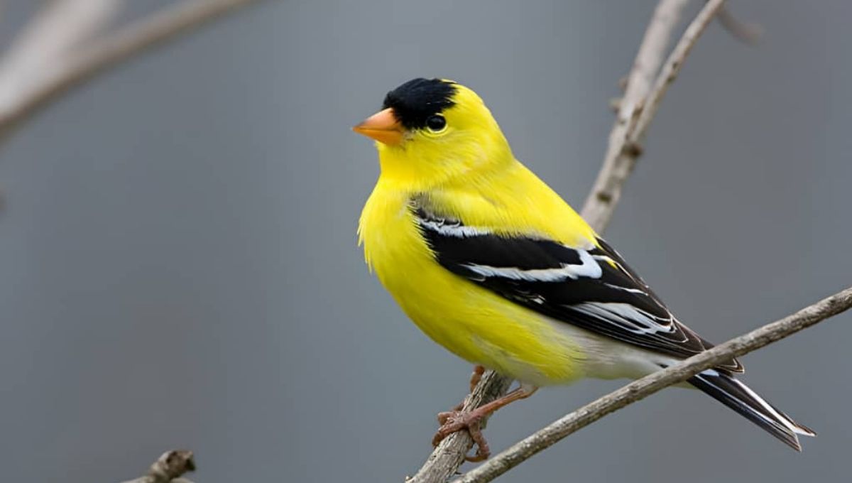Is Seeing a Yellow Bird a Good or Bad Sign?
