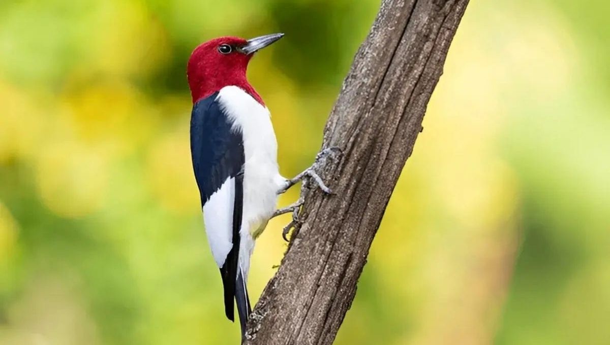 Is Spotting a Woodpecker a Sign of Good Luck?