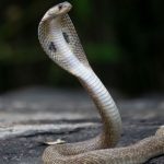 King Cobra Spiritual Meaning and Symbolism