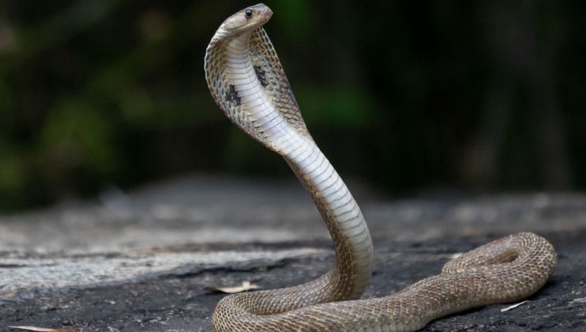King Cobra Spiritual Meaning and Symbolism