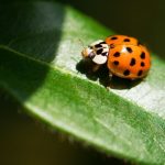 Ladybugs: A Sign from Angels – Spiritual Meaning