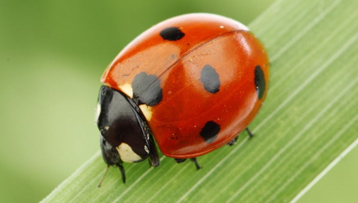 Ladybugs as Spirit Animals
