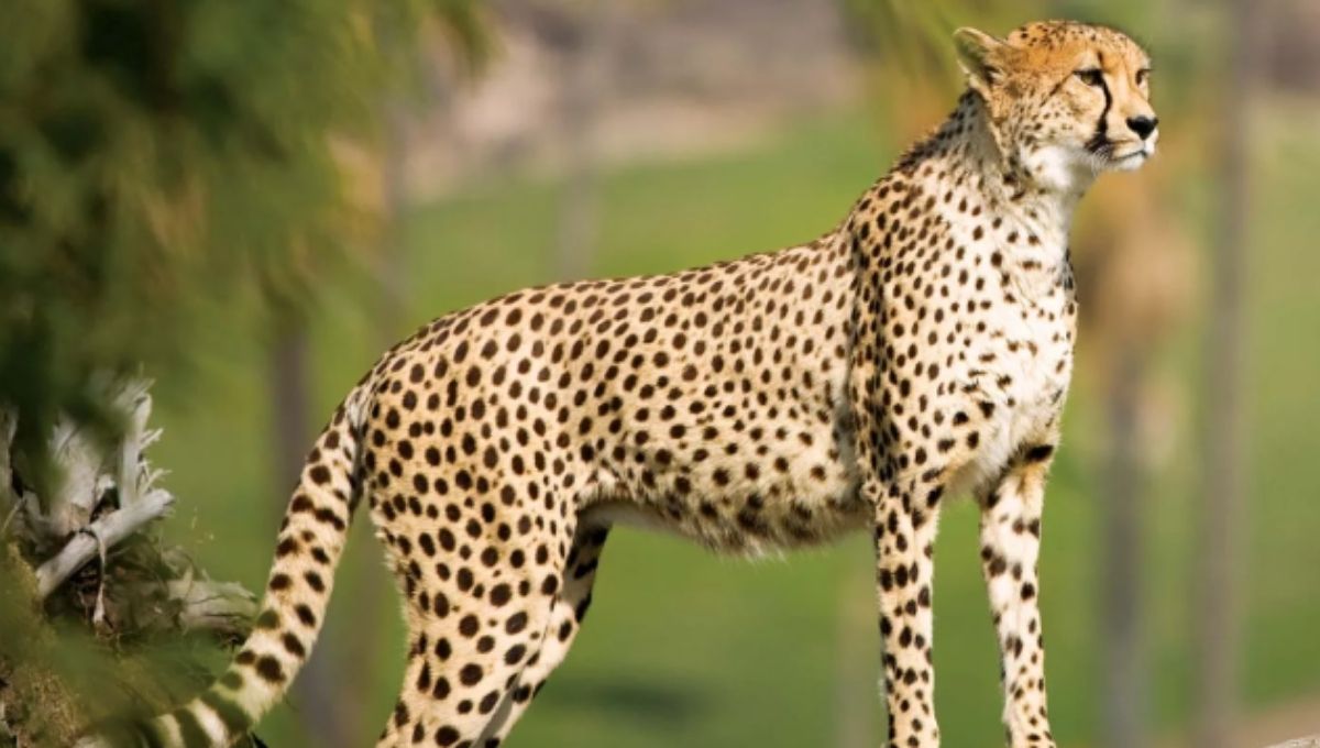 Life Lessons from the Cheetah: What Dreams May Reveal