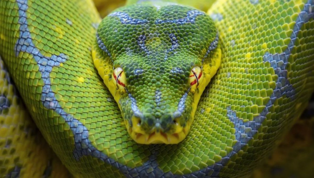 Lots of Snakes in Dreams: Biblical Meaning