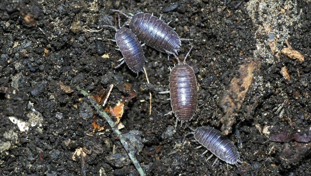 Meeting a Spiritual Guardian in Rollie Pollie