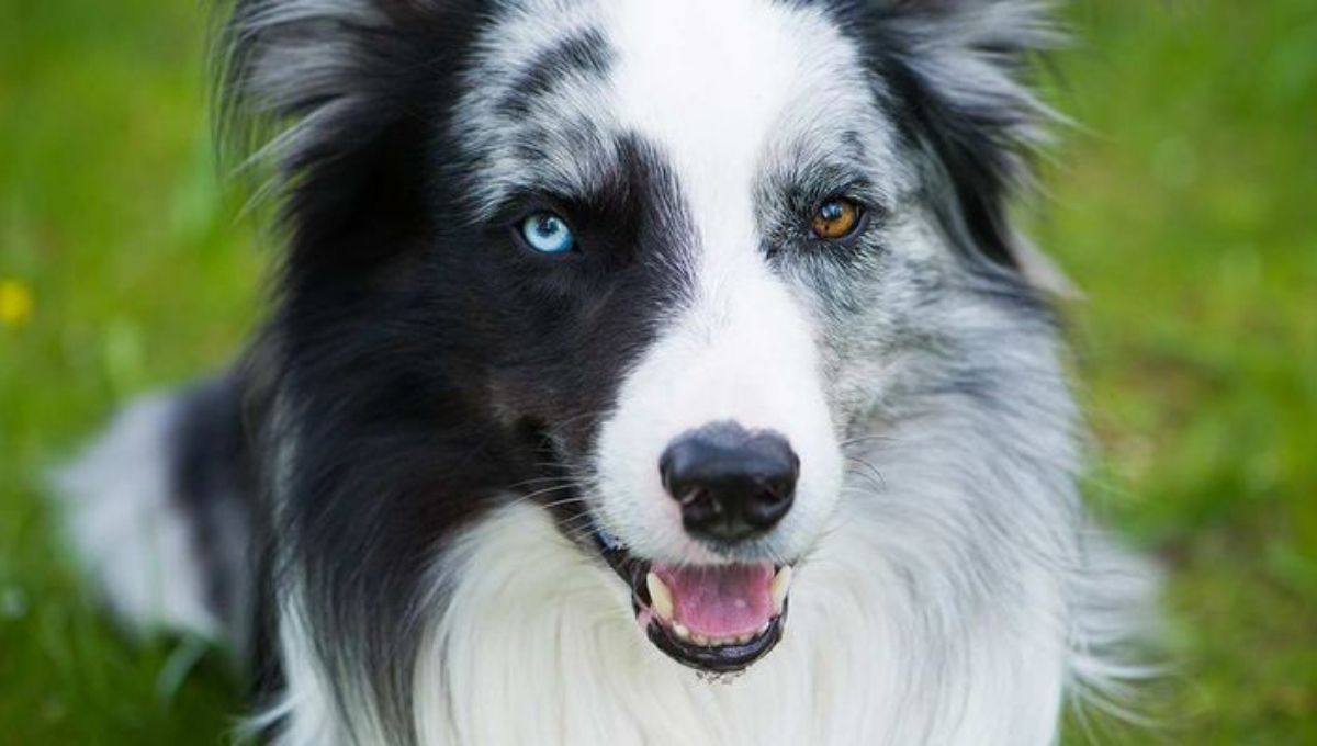 Myths, Legends & Superstitions About Heterochromia in Dogs