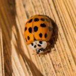 Orange Ladybug Meaning: A Sign of Luck, Love & Transformation