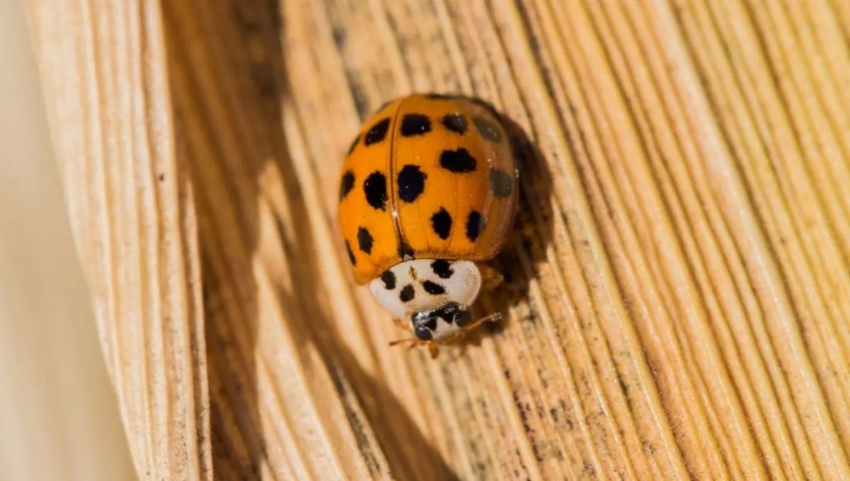 Orange Ladybug Meaning: A Sign of Luck, Love & Transformation