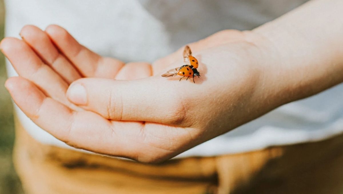 Orange Ladybug Meaning During Pregnancy